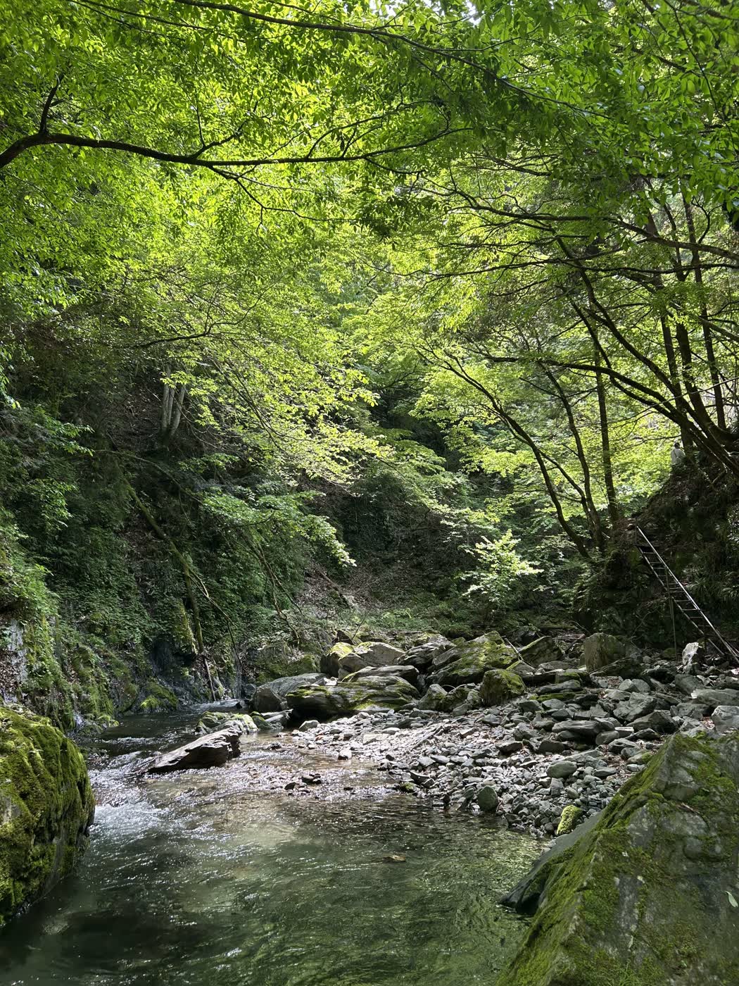 檜原村の渓流と新緑